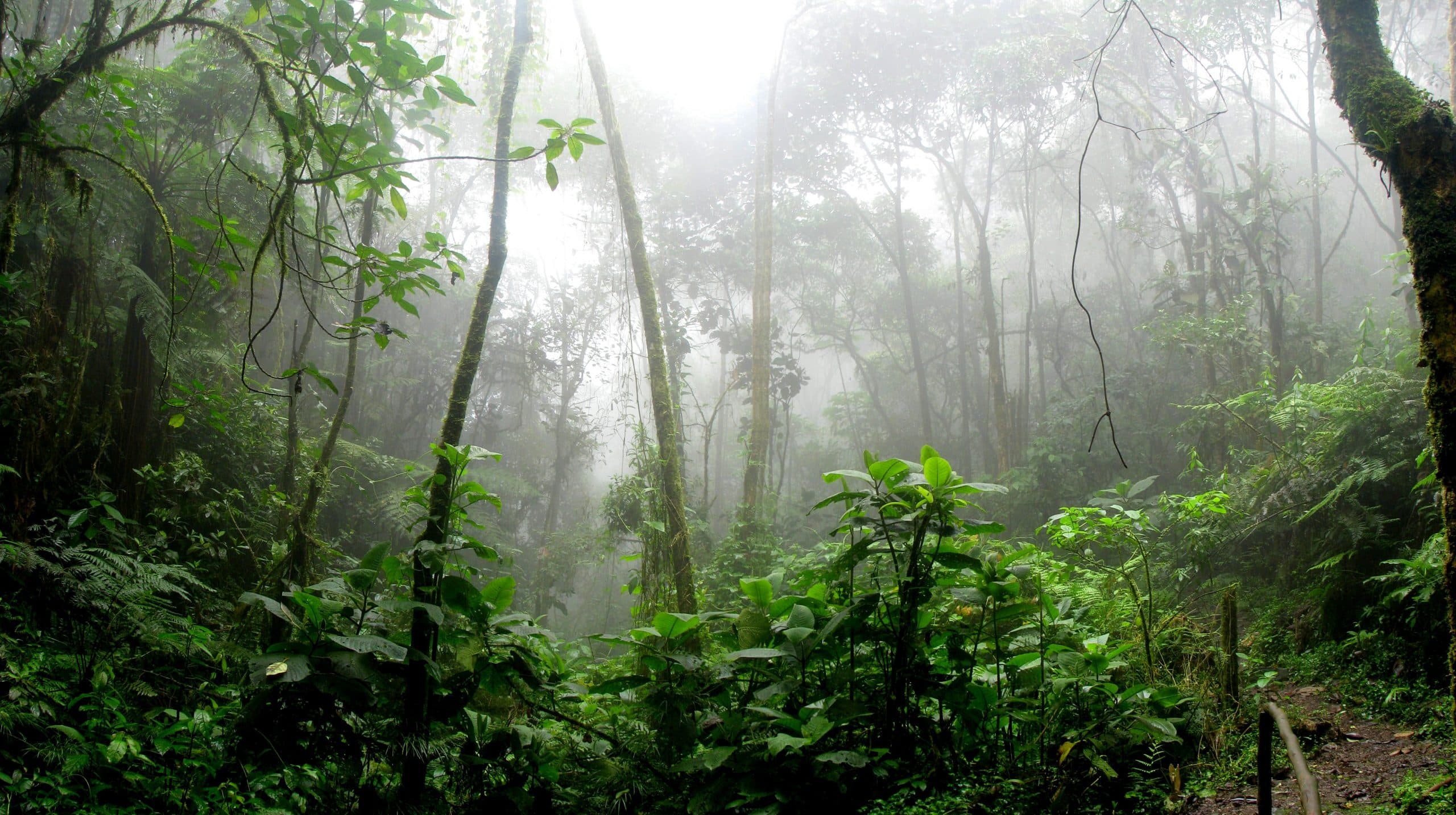 Medicinal Plants of the Amazon